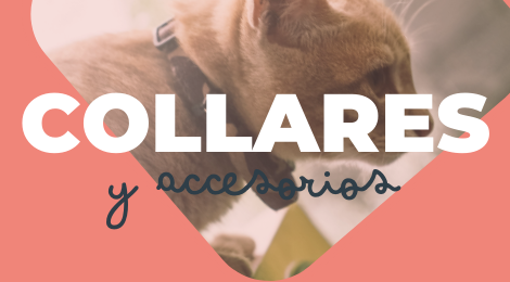 collares y accesorios para kitten